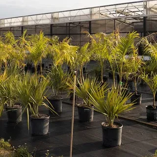 thumbnail for publication: Palm Selection